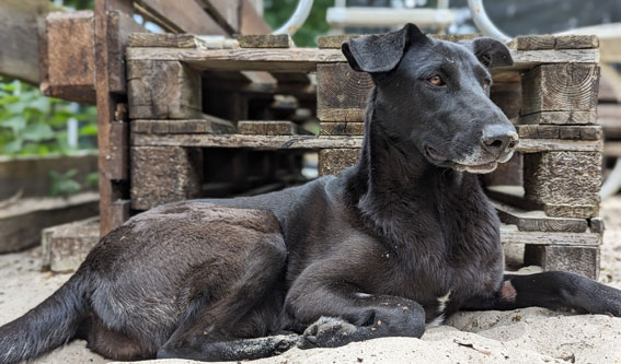 So lernt dein Hund abzuwarten